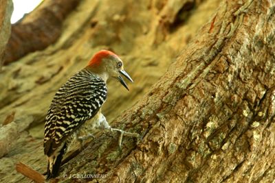 010.1 Pic  couronne rouge mle - Red-crowned Woodpecker male.jpg
