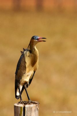 010.3 Hron flte-du-soleil - Whistling Heron.jpg