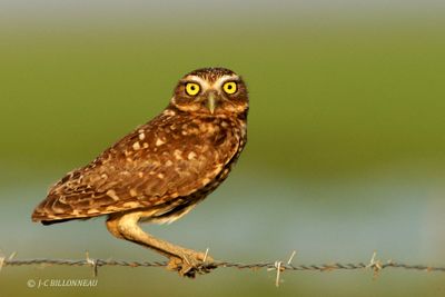 010.4 Chevche des terriers - Burrowing Owl.jpg