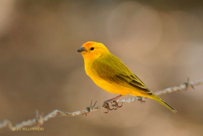 010.5 Sicale bouton-d'or mle - Saffron Finch male.jpg