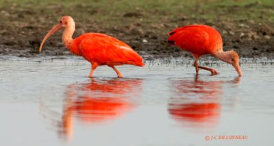 013.2 Ibis rouges.jpg