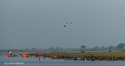 013.3 Dans les Llanos.jpg