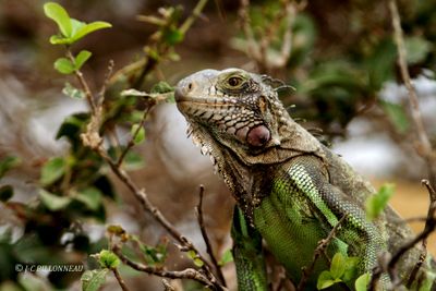 013.4 Iguane vert.jpg