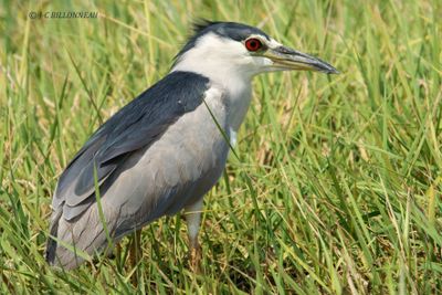 013.7 Bihoreau gris - Black-crowned Night Heron.jpg