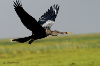 015 Anhinga d'Amrique - Anhinga.jpg