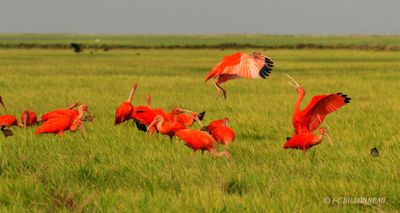 017.3 Dans les Llanos.jpg