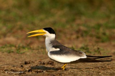 018.7 Sterne  gros bec - Large-billed Tern.jpg