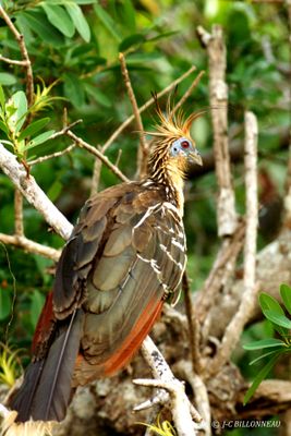 019.2 Hoazin hupp - Hoatzin.jpg