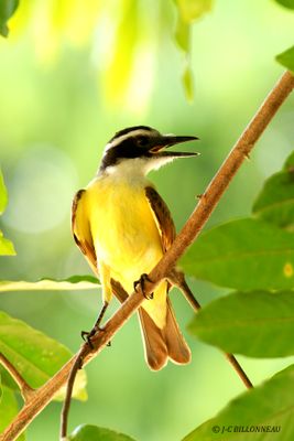 025.1 Tyran quiquivi - Great Kiskadee.jpg
