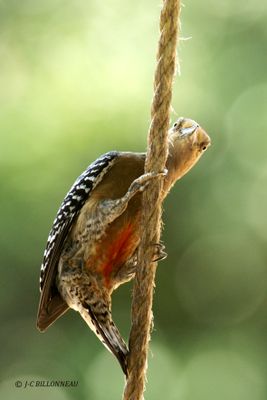 Galerie: VENEZUELA (voyage)