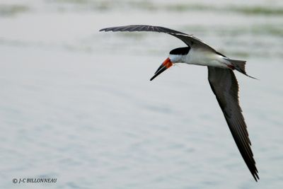 029 Bec-en-ciseaux noir - Black Skimmer.jpg