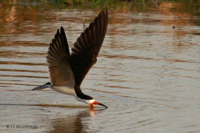 029.1 Bec-en-ciseaux noir - Black Skimmer.jpg