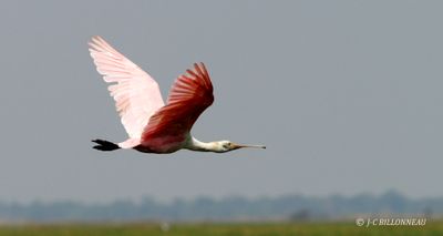 029.4 Spatule rose - Roseate Spoonbill.jpg