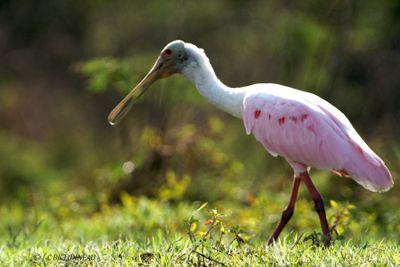 032.1 Spatule rose - Roseate Spoonbill.jpg