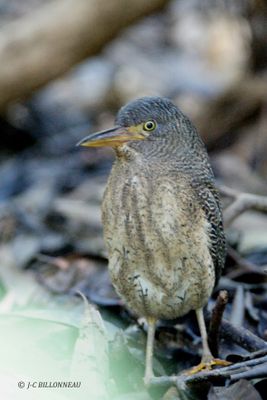 035.1 Onor zigzag - Zigzag Heron.jpg