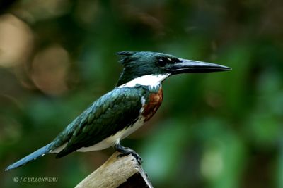 035.3 Martin-pcheur d'Amazonie - Amazon Kingfisher.jpg