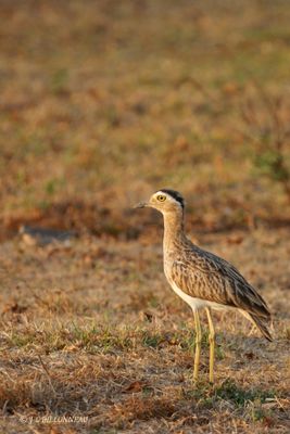 035.4 Oedicnme bistri - Double-striped Thick-knee.jpg