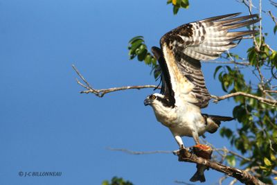 035.7 Balbuzard pcheur - Osprey.jpg