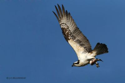 035.8 Balbuzard pcheur - Osprey.jpg