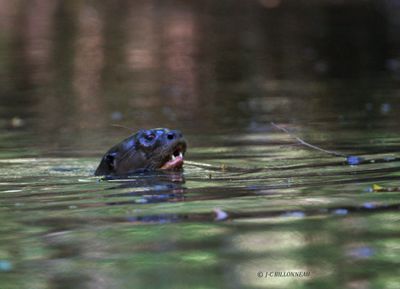 035.9 Loutre gante.jpg