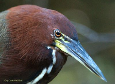 035.10 Onor ray - Rufescent Tiger Heron.jpg