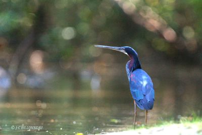 036.1 Hron agami - Agami Heron.jpg