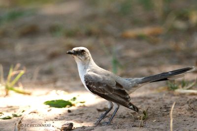 037.1 Moqueur des savanes - Tropical Mockingbird.jpg