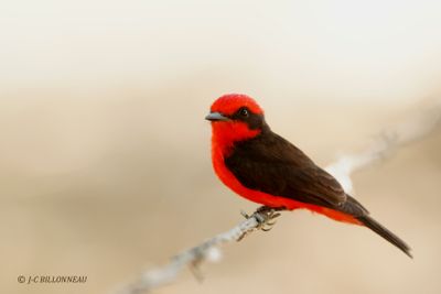 037.2 Moucherolle vermillon - Vermillon Flycatcher.jpg