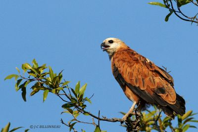 038.1 Buse  tte blanche - Black-collared Hawk.jpg