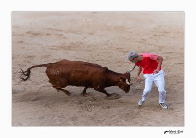 Als bous 14-08-24