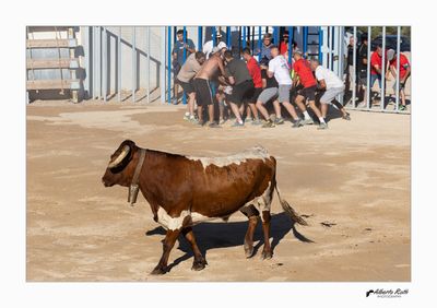 Als bous 15-08-24