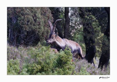 Cabres salvatges - Wild goats