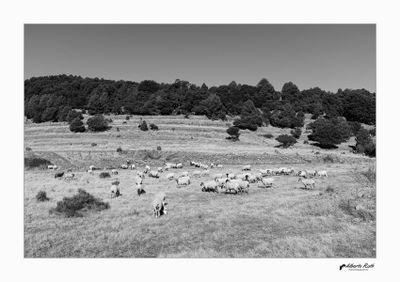 Blanc i negre