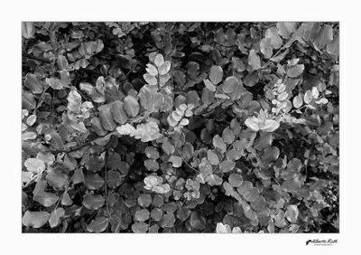 Blanc i negre