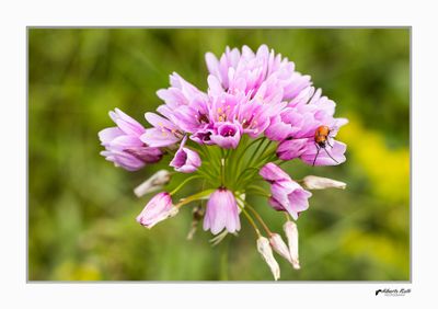 Escarabajos - Macro foto