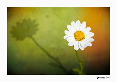 · 09/06/2025 ·