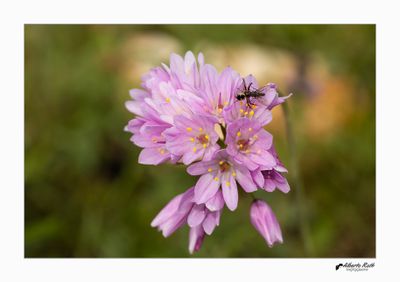 Arañas - Macro foto