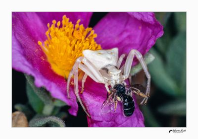Araņas - Macro foto