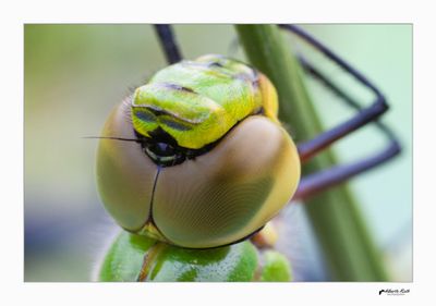 Liblulas - Macro Foto