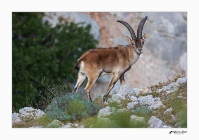 Cabres salvatges - Wild goats