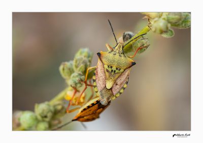 Chinches - Macro foto