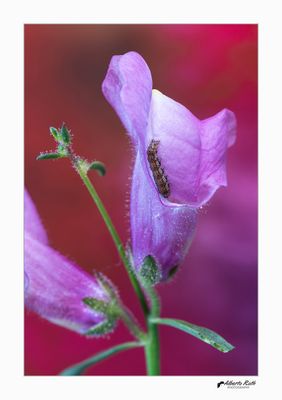 Flors, plantes, fruits ....