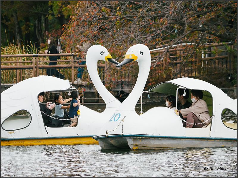 Swan Love