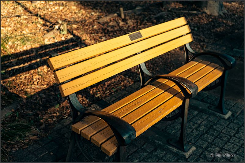 Favourite Bench