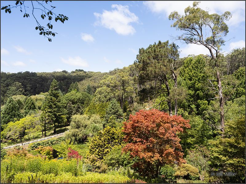 Mount Lofty Botanic Gardens