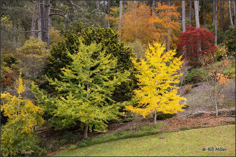 Autumn Colours