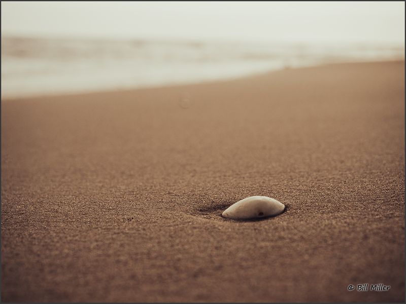 Lonely Shell