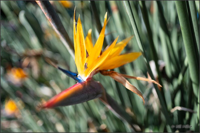 Bird of Paradise