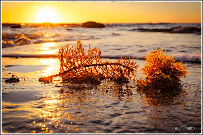 Golden Seaweed