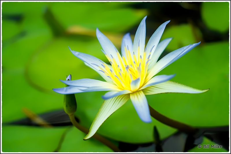 Waterlily